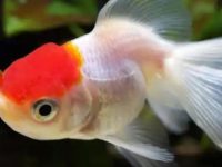 What's wrong with goldfish biting other fish?