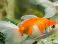 Do goldfish need to bask in the sun?