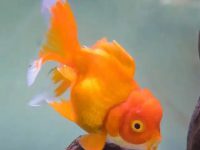 How often do goldfish change their water?