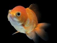 Do goldfish need to be fed every day?