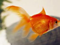 What time is the best time to feed goldfish?
