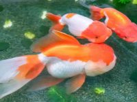 How often do goldfish change their water in summer?