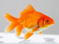 What should I do if the goldfish water is turbid?