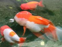 Goldfish water quality requirements
