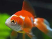 What time is the best time to feed goldfish?