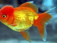What's wrong with goldfish not eating?
