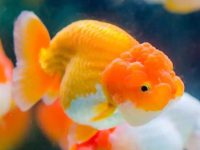 How many days can goldfish live without eating?