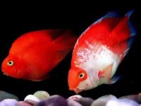 What's wrong with the parrot fish turning white?