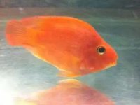 What's wrong with the parrot fish turning yellow?