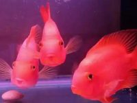 How to treat the blackening of parrot fish?
