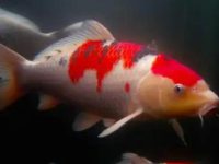 How to treat koi water mold?