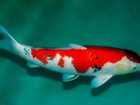 What should I do if the body of koi fish rots?