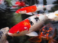 How to feed koi fish reasonably?