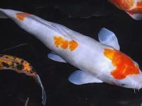 What are the reasons for the death of koi fish?
