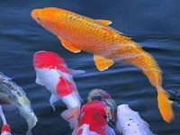 Will koi fish starve to death if not fed for a month?