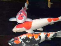 Do koi fish eat aquatic plants?