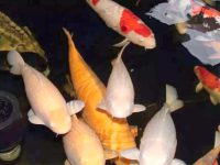 It is best to keep 5 types of aquatic plants in the koi tank