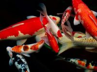 Why don't koi fish eat?