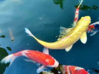 What is the concentration of salt used for koi fish?