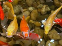 At what age does koi stop growing?