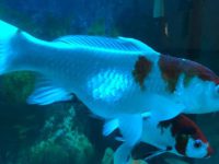 What's wrong with koi's big belly?