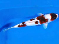 What is the disease of koi red tail?