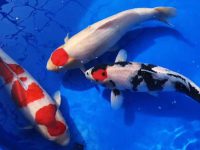 Do koi fish sleep during the day?