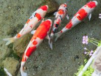 Do koi fish have water depth requirements?