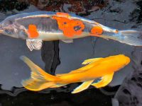 How to save a koi fish that doesn't move?