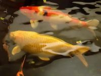 Will koi fish starve to death?