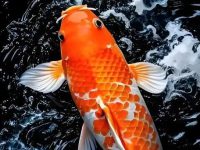 How old can koi fish reproduce?