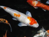 Can koi fish jump from the tank?