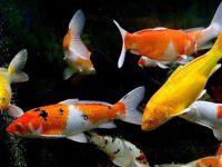What aquatic plants do koi fish not eat?