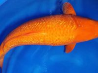 What's wrong with koi biting other fish?