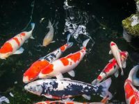 What if koi fish don't eat?
