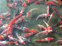 How long can koi fish survive without feeding?