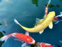 What is the best food for koi carp to eat?