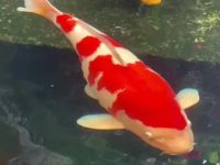 What should I do if I put too much koi salt?