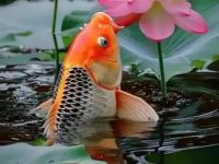What are the benefits of adding salt to koi fish?