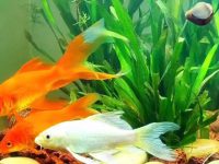 What is the best water plant for koi fish?