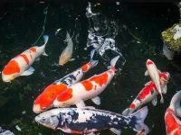 Do koi fish eat meat?