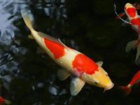 Do koi fish eat fish?