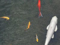 Do koi fish produce small fish?