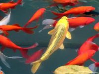 Can koi fish be mixed in size?