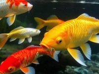 The best combination for mixed breeding of koi carp