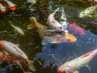 What clean fish should koi be paired with?