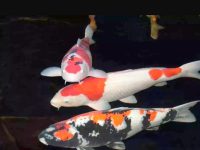 What aquatic plants do koi fish pair with?