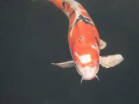 What color is good for koi fish?