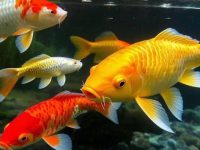 What fish is good to mix koi with?