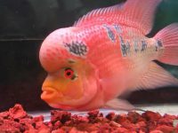 What fish can be mixed with goldfish?